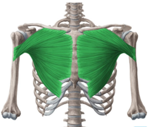 Veliki grudni mišić