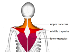 Gornji trapezoidni mišić (upper trapezius)