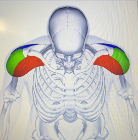 Prednji deltoidni mišić ramena – obeleženo crvenom bojom