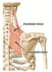 Romboidni mišić leđa (m. Rhomboideus major et minor)