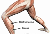 Trbušasti mišić lista (gastrocnemius) i mišić lista (soleus)