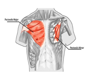 Veliki grudni mišić (m. Pectoralis major)